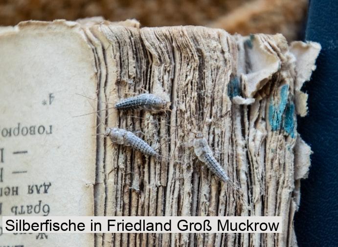 Silberfische in Friedland Groß Muckrow